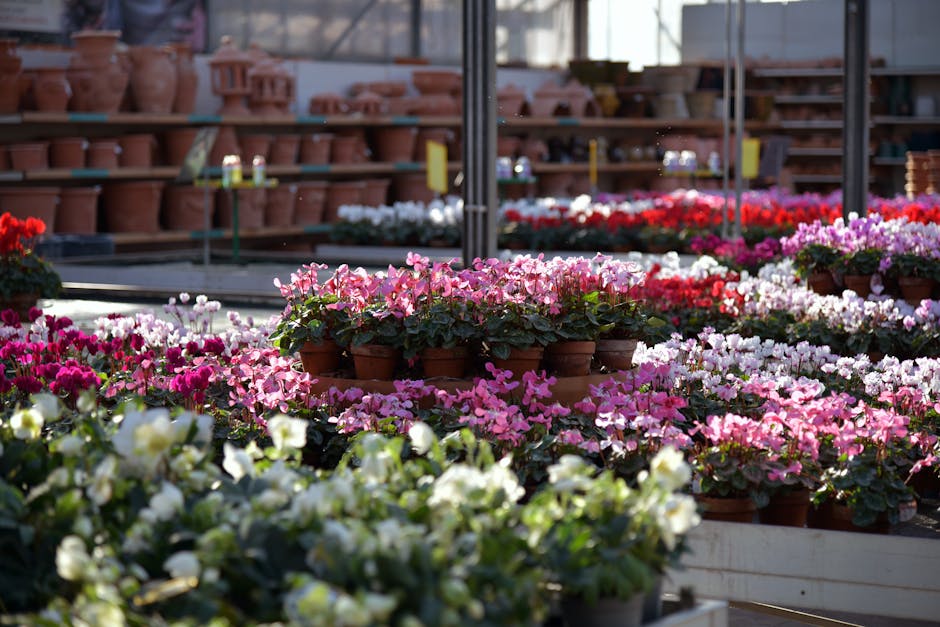 A wide view of a greenhouse or garden center filled with an array of flowering plants in various shades of pink, white, and red, arranged in terracotta pots and planting trays. The flowers appear fres