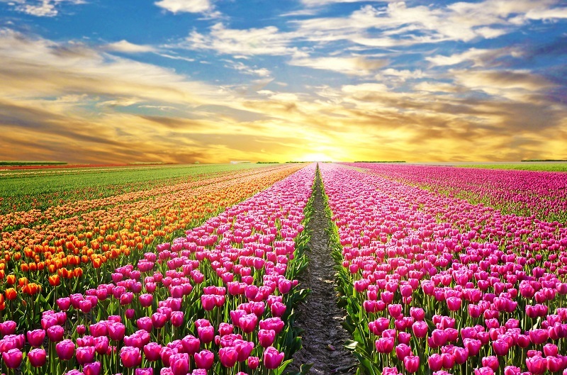 lilies Roses