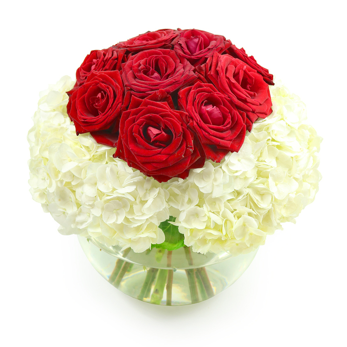 A classic red-and-white anniversary arrangement is displayed in a round glass fishbowl vase, carefully photographed against a pure white background that accentuates every curve and colour, much like a styled scene in a modern Brent Cross living room. The top of the bouquet is dominated by a dense mound of approximately ten deep red roses, their velvety petals curling outwards to form plush, layered blooms. The roses are arranged in a smooth, domed shape, sitting close together so that the boundaries between individual flowers blur slightly, creating a continuous field of crimson. Beneath this passionate cluster, a generous expanse of creamy white hydrangeas radiates outward in a near-perfect sphere. Each hydrangea head is composed of scores of tiny, delicate florets, overlapping in soft, rounded layers that create a pillowy surface. The contrast between the hydrangeas' gentle, cloud-like texture and the more defined, structured petals of the roses brings a sense of harmony to the composition. The clear glass vase holding the flowers is about half-filled with spotless water, allowing the viewer to see the cleanly cut green stems that support the blooms, arranged with precision and care. Light falls evenly over the arrangement, so the whites remain bright without glare, and the reds appear rich yet natural, capturing the bouquet's true colours. The absence of any additional greenery or decoration places the focus squarely on the interplay between red and white, passion and purity. It is easy to imagine this floral piece being delivered by Brent Cross Flowers to a home near Hendon Way or the quiet streets off the North Circular, marking an anniversary with understated luxury and enduring affection.
