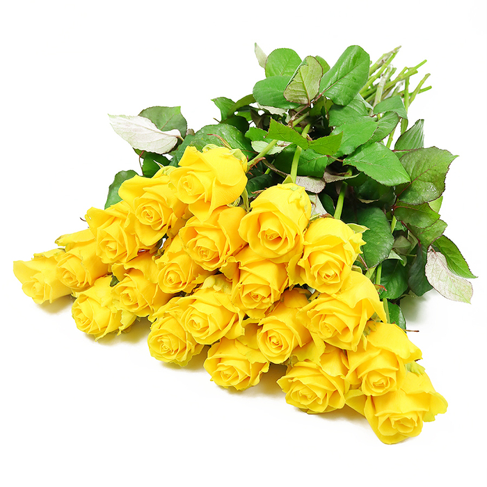 A sweeping bouquet of roughly two dozen yellow roses is presented against a stark white background, each bloom aligned in a loose fan that feels both natural and deliberately composed. The roses vary in openness: some are small, tight buds, their centres hidden in compact spirals, while others are beginning to relax, with outer petals gently unfurling to reveal layers of buttery yellow within. This variation creates a sense of depth and dimension, as though the bouquet has been caught at just the right moment by an experienced florist working in the Brent Cross area. The soft, even lighting enhances the texture of the petals, making them appear almost velvety to the touch, while delicate shadows between the blooms add quiet drama without overwhelming the viewer. Surrounding and supporting the flowers, strong dark green leaves spread outward, their firm structure and subtle shine grounding the brightness of the yellow. A few leaves reveal their paler undersides, adding nuanced tones of sage and grey-green to the composition. At the outer edge, a clean bundle of long, straight stems extends away from the mass of blooms, their fresh cut ends hinting at a bouquet ready to be wrapped and carried to a service or home in Brent Cross, perhaps after a memorial at a local chapel or gathering with family. The overall impression is one of dignified warmth: the yellow roses offer a soft glow of comfort and compassion, suitable for expressing sympathy, extending condolences, or honouring the memory of someone dear while bringing a gentle, hopeful light into a sombre moment.