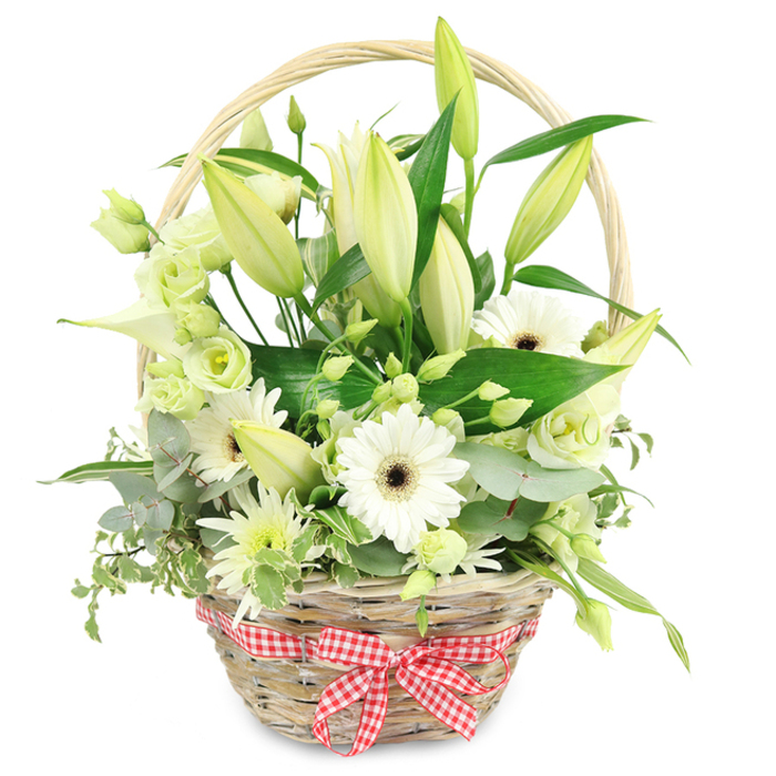 Against a bright, uncluttered white background, a light wicker flower basket sits like a serene centerpiece, its fresh white and green palette reflecting the calm, modern interiors often seen around Brent Cross. The basket is woven from slim strands of naturally coloured wicker, the weave tight yet rustic, and a curved handle rises gently over the middle, framing the flowers beneath. Around the base, a red and white gingham ribbon is tied into an elegant bow, the crisp fabric and tiny squares lending a playful yet traditional touch. Inside, the arrangement has been thoughtfully designed for balance and movement. At the back, long stems of lilies reach upward, their buds in soft shades of cream and green; some are still firmly enclosed, while others are beginning to split open, revealing glimpses of velvety white petals. Positioned around the midsection are several white Gerbera daisies, wide open and freshly cut, with dark, espresso-brown centers that offer striking contrast and a slightly contemporary edge. Weaving in and out of these focal blooms are lisianthus in white and pale green, their gently ruffled petals folded in layers that mimic miniature garden roses, adding a sense of romance and softness. A white calla lily accent stands out with its sleek, trumpet-like form, introducing a smooth, sculptural line among the more textured flowers. Smaller, spiky chrysanthemum-like blooms in white and green dot the spaces between, giving the design fullness and a subtle sense of movement. Everything is cradled in a bed of foliage: rounded eucalyptus leaves with a silvery cast, solid dark green leaves that provide weight and structure, and occasional variegated leaves that spill slightly over the rim. This basket feels ideal for an anniversary gift, a refined gesture of gratitude, or a soothing display in a Brent Cross living room after a day's shopping.