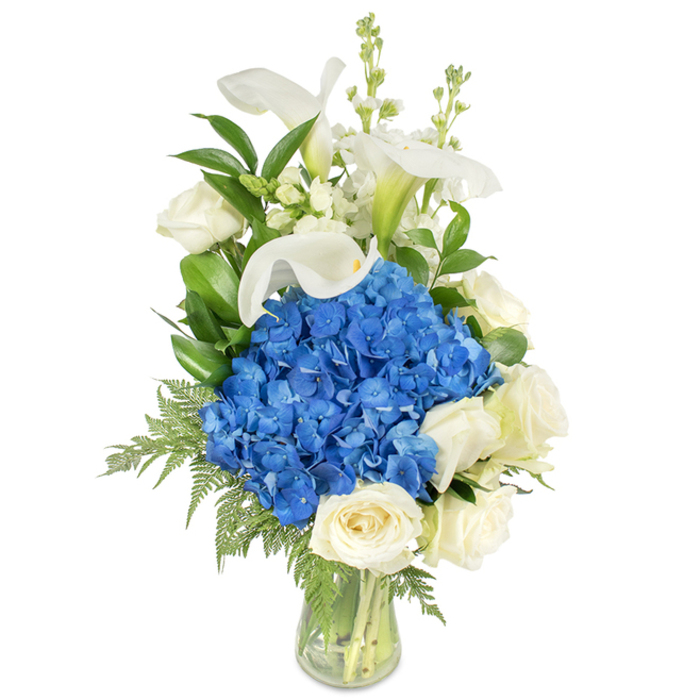 A tall, refined floral design rests in a clear glass tapered vase on a pristine white backdrop, composed to feel both modern and timeless. The dominant visual is a generous mound of saturated blue hydrangeas, their clustered florets forming a plush, jewel-toned focal point that cools the palette. Surrounding the hydrangea mass are creamy white roses, fully opened into soft, velvety spirals that lend classic texture and a gentle warmth against the cool blue. Stretching above these, multiple white calla lilies rise on sleek stems; their smooth, trumpet-shaped blooms read as sculptural elements, each with a faint green wash at the base that grounds their porcelain-like form. Delicate white snapdragon or stock spikes emerge from the upper sections, offering vertical contrast and a touch of whimsical height. The greenery chosen - broad glossy leaves akin to salal or lemon leaf and light, feathery fern fronds - fills negative space and cascades slightly to soften the silhouette, while allowing the eye to travel from bloom to bloom. Through the transparent glass we can see the neatly arranged stems and clear water, a simple honesty that complements the arrangement's quiet sophistication. Crafted with neighbourhood sensibilities by Brent Cross Flowers, this bouquet reads as serene and composed, suitable for sympathetic tributes, thoughtful anniversaries, or as an elegant centrepiece for a reception near Staples Corner or the shopping centre. The cool blue and crisp white under soft lighting evoke a calm, restorative presence.
