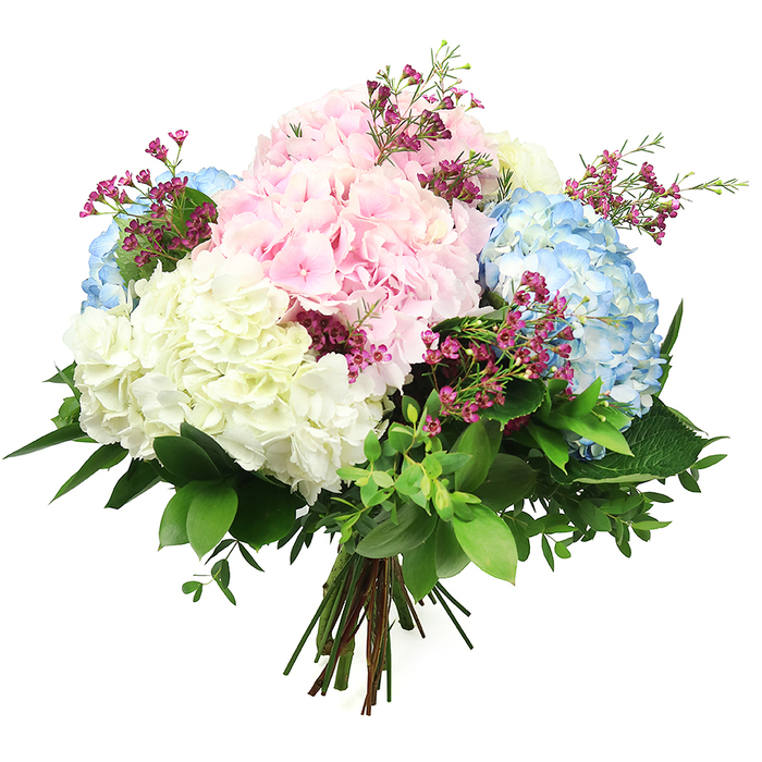 A generous bouquet of pastel hydrangeas is artfully displayed against a spotless white background, highlighting each nuance of colour and texture as though it has just been designed in a Brent Cross florist's studio. At the core of the arrangement are large, rounded hydrangea heads in three complementary hues: blush pink, powdery sky blue, and luminous cream white. Each bloom is made up of myriad tiny florets that cluster together to form a pillowy surface, giving the bouquet an opulent, cloud-like fullness. The pink hydrangeas bring soft, romantic energy, while the cool blue flowers add a serene, relaxing tone that feels at home in the calmer residential streets around Brent Cross. The white hydrangeas act as a gentle spotlight, brightening the whole composition and lending an air of grace and simplicity. Threaded delicately among the hydrangea heads are slender stems of fine filler flowers bearing tiny magenta or deep fuchsia petals, offering slender streaks and dots of richer colour that enliven the arrangement without overwhelming it. Surrounding this pastel heart is a rich layer of fresh greenery, from broad, glossy deep green leaves to smaller, more delicate foliage that fills the gaps and helps sculpt the bouquet into a classic rounded shape. The stems at the base are gathered tightly and tied, forming the characteristic fanned-out base of a hand-tied bouquet ready to slip into a clear glass vase in a home or office near the Brent Cross shopping centre. With its calm palette, lush volume, and quietly joyful presence, this bouquet feels well suited to marking new beginnings, saying thank you, or offering a gentle gesture of support to someone special in North West London.