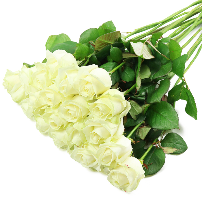 A striking bouquet of approximately two dozen white roses is photographed on a pure white background, arranged in a strong diagonal that runs from the concentrated cluster of blooms in the lower-left towards the gently fanned stems in the upper-right. The roses themselves are the unmistakable stars of the image: each bloom is plump and full, with creamy white petals arranged in tight spirals at the center and gradually unfurling towards the edges. The petals look velvety and soft to the touch, with occasional hints of pale green or ivory at their bases, suggesting that these flowers are freshly cut and carefully conditioned, just as you would expect from an experienced Brent Cross florist. The stems are long, straight, and robust, creating a structural backbone that carries the eye up and across the frame. Attached along their length are clusters of dark green leaves, some broad and glossy, others slightly more matte with crisp veining. A few leaves display a delicate reddish tint along the edges or undersides, an organic detail that adds warmth and authenticity. The pure white background and even, bright lighting create a high-contrast effect, allowing every curve of the petals and every line in the foliage to be clearly seen without distraction. The composition feels calm and balanced, yet full of quiet emotion. It is easy to imagine this bouquet being prepared for a wedding near Brent Cross, a dignified farewell tribute delivered to a family in Cricklewood, or a graceful anniversary arrangement arriving at a flat on the Finchley Road. The scene communicates purity, remembrance, and understated luxury, reflecting the enduring popularity of white rose bouquets across the local community.