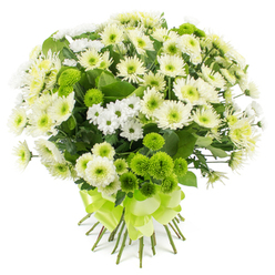 Against a spotless white background, a lush bouquet of chrysanthemums appears almost like a living sculpture, its limited palette of white, cream, and lime-green creating a sense of clarity and calm reminiscent of an early morning stroll around Brent Cross before the day grows busy. The bouquet is tightly hand-tied into a rounded, domed shape, giving the impression of fullness and care in every stem. Large chrysanthemum blooms in soft white and creamy vanilla unfold in layered rings of delicate petals, each bloom centred by a subtle wash of pale green or yellow that adds quiet depth when viewed closely. Threaded among them are sprays of smaller chrysanthemum flowers, dainty and daisy-like, their clean white petals and tiny green centres softening the overall look with a gentle, airy quality. Lime-green button chrysanthemums are dotted throughout the arrangement, their compact, spherical heads brimming with tiny petals that create a plush, almost velvety surface, injecting a cheerful burst of modern colour into the classic white bouquet. Deep green foliage is tucked in between the flowers, the leaves' glossy finish and varied shapes helping to frame and separate the blossoms, so each one can be appreciated. At the base, the straight green stems are gathered and bound firmly with a wide, satin-finish ribbon in bright lime-green, tied into an elegant bow that pools against the stems. This bouquet feels both tranquil and optimistic, ideal for sending a get-well wish to a friend near Brent Cross station, celebrating a new home around Golders Green, or adding a fresh, understated centrepiece to a family gathering after a day at the nearby retail hub.