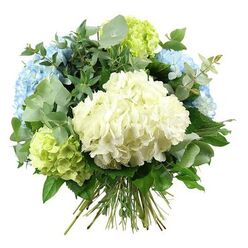 A softly rounded bouquet of hydrangeas and mixed greenery is photographed against a clean, white background, giving the arrangement a crisp, modern feel. At its heart, a large, fluffy sphere of creamy white hydrangeas forms the central focal point, the countless, velvety petals layered so closely that the flower head appears almost like a smooth cloud. Surrounding it are generous heads of sky-blue hydrangeas, positioned slightly higher and to the sides, their serene tone recalling cool morning skies above Brent Cross and the leafy residential streets nearby. Interspersed among these blue blooms are clusters of pale lime-green hydrangeas, whose delicate, fresh colour adds a lively, uplifting accent, akin to spring foliage emerging in local gardens around the shopping centre and along Hendon Way.   

Framing the hydrangeas is an abundance of foliage that adds structure and texture. Silvery-green eucalyptus leaves, with rounded forms and soft, matte surfaces, stretch gracefully around the bouquet, softening the outline and introducing a subtle, misty undertone to the colour palette. Behind and between them sit deeper green leaves, glossier and more robust, their slightly pointed tips helping to define the bouquet's full, rounded silhouette. Together, the mix of pastel blooms and layered greenery creates a balanced composition that feels both generous and light. The natural stems are visible at the bottom, neatly gathered and tied in the classic hand-tied style, making the bouquet ready to slip into a vase on a Brent Cross kitchen counter, office desk, or coffee table. Gentle, even lighting emphasises the textures of the petals and leaves without harsh contrast, underscoring the arrangement's soothing, elegant character-ideal for marking a thoughtful occasion, offering thanks, or simply bringing a cool, tranquil atmosphere into an everyday space.