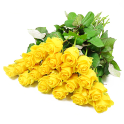 An abundant cluster of around twenty-four yellow roses stretches diagonally across a clean white background, the blooms gathered together as if placed with care on a florist's workbench near Brent Cross. Each rose head is distinct and carefully spaced, from small, tightly furled buds to fuller, partially opened flowers that reveal spirals of soft yellow petals. This gentle progression of stages adds a sense of quiet movement and time, as if capturing different moments in the life of the same rose. The petals themselves appear velvety and substantial, with edges that curl and overlap in natural, unforced shapes, evoking warmth and tenderness. Interwoven between the blooms is a generous layer of dark green foliage, the leaves sturdy and slightly glossy, offering a deep, cool contrast to the sunny tones of the flowers. Some leaves tilt just enough to show their lighter, grey-green undersides, suggesting thickness and texture. A cluster of long, straight stems emerges at one edge, their pale green colour and freshly cut ends implying that this bouquet has been recently prepared, perhaps for a same-day sympathy delivery to a family home near Hendon Way or Temple Fortune. The pristine white background gives the composition a calm, contemplative feel, allowing the eye to rest fully on the roses and the careful craftsmanship behind their placement. While yellow roses often celebrate friendship and joy, in this context they also express gentle remembrance, making the bouquet well-suited for funerals, memorial services, or condolence offerings around Brent Cross, where a soft note of hope and support can mean more than many words.