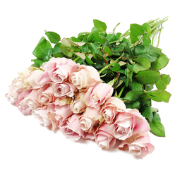 A softly radiant arrangement of approximately two dozen blush pink roses is shown resting on a pure white background, forming a tranquil, diagonal sweep across the frame that feels perfectly suited to a thoughtful sympathy gesture in Brent Cross. The roses are heaped together at one end, creating a dense, cloud-like mass of petals that fills the lower half of the image with gentle colour. Each bloom is in beautiful condition: the centers remain tightly spiralled, with layers of petals folding over each other in smooth, velvety curves, while the outermost petals have just started to open, revealing a quiet depth. The hue is a serene, pastel pink that drifts towards dusty rose and the faintest hint of lavender in the shaded recesses of the blooms, giving the bouquet a sophisticated, almost vintage character, like something you might find in a long-established local florist near Brent Cross station.   

Behind the roses, long, sturdy stems stretch towards the upper right, wrapped in plentiful, deep green foliage. The leaves are full and healthy, overlapping one another to form a dark, leafy backdrop that allows the pale blooms to stand out with clarity. The lighting is bright and evenly diffused, so each petal edge and every vein on the leaves is softly highlighted against the spotless white surface. Nothing in the composition feels busy or overwhelming; instead, the bouquet radiates a sense of restraint and compassion. This is the sort of classic pink rose arrangement often chosen to convey condolences, whether delivered to a quiet home off the North Circular, a memorial gathering in nearby Hendon, or a chapel service within the wider Brent Cross area, offering a gentle reminder of love and remembrance.