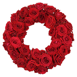 At Brent Cross Flowers, a luxurious red rose wreath rests on a crisp white background, its circular form densely packed with blooms at every stage of life. The large, fully opened roses show velvety petals that unfurl with opulent grace, while smaller, partially opened roses weave a textured tapestry between them, creating a continuous band of crimson. There is no visible greenery or filler; the design relies on the roses themselves to build depth, movement, and a plush, durable surface. The color remains a deep, radiant ruby, projecting warmth and refined elegance that suits both romantic gestures and memory-minded tributes. The overall mood is one of restrained drama: timeless, dignified, and versatile enough for anniversaries, memorials, or sophisticated event decor. Against the white background, the wreath's saturated hue becomes a focal point, inviting close study of the petals' curved edges, subtle folds, and the way the blooms hold each other in a close embrace. For local customers, this is a piece that can be delivered the same day across Brent Cross, Cricklewood, Golders Green, and Hendon, bringing freshness, scent, and a sense of professional care to homes and venues. It is the work of a local florist who understands how a single ring of roses can carry a thousand memories, and how Brent Cross Flowers can tailor it to family celebrations, memorials, or intimate gatherings along the Brent Cross corridor.