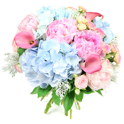 This photograph captures a lavish, circular bouquet standing upright against a pure white background, giving the impression that the flowers are gently floating. The arrangement is anchored by plump, cloud-like heads of sky-blue hydrangea, their many layered florets forming rounded cushions of soft colour. Interwoven with them are lush pink peonies, some in tight, promising buds and others fully opened into richly ruffled blooms, revealing shades from delicate blush to deeper rosy pink that echo a spring afternoon around Brent Cross and nearby Golders Green. Tall, smooth calla lilies in vivid coral and fuchsia-pink rise between the rounder flowers, their trumpet shapes arching gracefully and adding a sense of movement, like brushstrokes in a painting. Smaller blush and creamy yellow roses nestle throughout the design, adding tiny spirals of petals and a traditional floral scent. Silvery-green dusty miller leaves introduce a velvety, cool-toned foliage that gently softens the transition between the flowers and the darker, glossy greenery beneath. The stems are visibly gathered and bound, emphasising that this is a hand-tied bouquet carefully crafted rather than a loose bunch. The mood is joyful and refined, the kind of arrangement often chosen for special occasions such as engagements, baby showers, or birthdays celebrated in homes around Brent Cross, Cricklewood, and Finchley Road. It looks freshly made, as if just finished for same-day delivery, ready to brighten a kitchen table or become a centrepiece at an intimate dinner with its soft pastels, layered textures, and quietly luxurious presence.