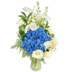 This arrangement is a study in cool contrast and graceful line: a dense, rounded cluster of vivid blue hydrangeas forms the central anchor, their many tiny florets creating a lush, tactile surface that reads almost velvety to the touch. Encircling that blue heart are several fully opened creamy white roses, their layered petals unfolding with a soft, comforting presence. Above and weaving through the mass, tall white calla lilies lift the composition with architectural poise; each trumpet-shaped bloom curves with sculptural elegance and a subtle pale green at the throat, catching the light like fine porcelain. Slim white snapdragon spikes poke through the upper sections, lending a vertical punctuation and a hint of playful airiness. Lush greenery - broad glossy leaves and delicate, feathery fern fronds reminiscent of leatherleaf - gives depth and natural texture, the darker greens grounding the composition while the light fronds trail toward the vase base. The clear, gently tapered glass vase reveals neatly trimmed stems and clean water, reinforcing the arrangement's freshness and thoughtful construction. Presented against an isolated white background, the bouquet reads as serene and sophisticated, a fitting choice for moments of sympathy, quiet remembrance, or a refined birthday or anniversary gift. As a piece often chosen by neighbours around Brent Cross Shopping Centre and delivered through Cricklewood and Hendon, it balances floral artistry with a restrained, comforting mood.