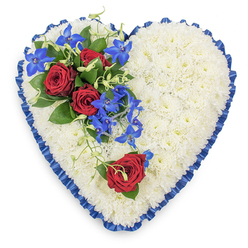 This image presents a generously sized, heart-shaped sympathy arrangement, laid on a neutral background so that all its textures and colours stand out. The interior of the heart is fully covered with tight clusters of white chrysanthemums, their small, petal-rich heads forming a lush, uniform cushion. The blooms touch edge to edge, creating a continuous surface that appears soft to the eye and carries a gentle, peaceful mood. Around the perimeter, a royal blue satin ribbon has been neatly pleated, the folds forming a delicate ruffled border that follows the curves and point of the heart. Light glances off the ribbon's smooth surface, giving the arrangement a refined, almost ceremonial finish. Positioned on the upper left section of the heart, a striking floral spray catches attention: three fully opened red roses, with deep, velvety petals, nestle among glossy dark green foliage. Emerging from this cluster, vibrant blue dendrobium orchids travel in a graceful line towards the heart's centre, their star-shaped blooms combining tones of vivid blue, indigo, and hints of purple, adding depth and movement. Threaded throughout are pale green curly tendrils and small leaves that gently soften the bold colours and create a more organic feel. On the lower right sweep of the heart, a solitary red rose lies on the cushion of white chrysanthemums, accompanied by a touch of greenery, visually echoing the main cluster and bringing balance to the composition. The overall impression is of a carefully thought-out funeral tribute, where the white suggests peace, the red speaks of love and remembrance, and the blue offers a quiet sense of calm. It feels suited to a farewell service in the Brent Cross area, perhaps for delivery to a chapel or crematorium serving families from Cricklewood and Finchley.