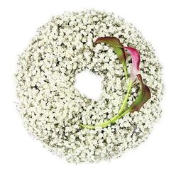 This image shows a beautifully composed funeral wreath captured from a bird's-eye view, resting on a spotless white surface that amplifies its gentle, tranquil mood. The wreath is made almost entirely from Baby's Breath, the Gypsophila blossoms massed so generously that they form a continuous ring of soft white. Each miniature flower head adds to the billowing, cloud-like effect, creating a halo of texture that looks both light and abundant. The central area of the wreath remains empty, a perfect circular opening that introduces a feeling of space and stillness, like a quiet pause in the middle of a ceremony. Breaking the all-white palette, two calla lilies nestle into the lower right portion of the ring. Their elegant trumpets rise from within the Baby's Breath, petals unfurling in rich shades of burgundy and deep magenta before melting into muted green at the base and along the stems. The petals are smooth and gently curved, their rolled edges giving the flowers a sculptural, almost modernist look. In contrast, the Baby's Breath appears soft and feathery, each tiny cluster diffusing the light. The callas' fine green stems curve inward, guiding the eye towards the heart of the wreath and adding a sense of gentle motion. The overall effect is one of quiet dignity, tenderness, and enduring love, ideal for honouring a life at a funeral or memorial service. It is easy to imagine this wreath delivered to a chapel near Brent Cross Shopping Centre or to a family home in nearby Cricklewood, thoughtfully created by experienced local florists who understand the comfort that a simple, elegant tribute can bring.