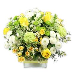 A bright, uplifting floral arrangement in a modern, clear square glass vase is captured against a crisp white background, its colours and textures shining as clearly as shopfronts in Brent Cross Shopping Centre on a sunny day. The bouquet has a rounded, almost cloud-like profile, brimming with shades of yellow, lime green, and white that feel both sophisticated and delightfully optimistic. At its core, golden yellow roses open in layered spirals, some fully unfurled and others still in elegant bud, symbolising new moments about to unfold. Between them, clusters of smaller yellow spray roses nestle, deepening the warmth and adding fine-textured contrast. White pompom chrysanthemums provide a calm, cushiony presence, their densely petaled, spherical blooms softening the visual energy of the arrangement. Threaded through the design, vivid lime green button chrysanthemums offer a playful counterpoint, their compact, globe-shaped forms giving the bouquet a modern, energetic edge. Larger, ruffled pale green blooms-reminiscent of green carnations or fancy mums-help blend the transition between yellow and white, ensuring the palette flows smoothly from one tone to the next. A bed of foliage underpins the arrangement: broad variegated leaves with creamy margins, rich dark green leaves, and airy filler greens that create a sense of natural depth and lushness, similar to walking along the tree-lined routes near Hendon Way. Tiny white star-like filler flowers peek through the main blooms, adding a dusting of light and delicacy. The vase itself is wrapped at the midsection with a rustic, woven-texture band, overlaid by a clean strip of lime green ribbon that echoes the fresh green flowers above. This carefully crafted bouquet suggests comfort, hope, and thoughtful celebration, ideal for a birthday, get-well wish, or a simple "thinking of you" delivered the same day across Brent Cross and nearby neighbourhoods.