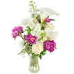 A graceful, upright bouquet sits in a clear, fluted glass vase against a crisp white studio backdrop, its composition balanced between cool whites and a rich magenta. Several sculptural white calla lilies arch upward, their smooth, trumpet-shaped spathes curving with a soft, almost waxy sheen and faint green at the throat where the stems meet, catching a gentle studio light. Around them, plush magenta peonies spill open in full ruffled layers-two large, saturated blooms anchor the lower sides while a tight, jewel-toned bud hints at unfolding beauty. Creamy, tightly furled white roses nestle low in the arrangement, offering a classic, velvety counterpoint to the peonies' boldness. Vertical stems of white stock rise through the centre, their clusters of small blossoms lending height and a delicate, peppered texture. Scattered sprigs of baby's breath form a light, cloud-like veil that softens edges and draws the eye from large petals to tiny florets, while fern-like fronds and broader glossy leaves provide a fresh green framework and gentle structure. The transparent vase reveals clean stems and clear water, reinforcing the sense of freshness and careful handling by an experienced hand. The scent, imagined as a pale, green floral sweetness, evokes an early-summer morning and a quietly celebratory mood-perfect for a thoughtful gift, an elegant dining table, or a sympathy offering that speaks with calm dignity. As a florist's composition, this arrangement balances movement and restraint, sophistication and warmth, with tones and textures meant to comfort, delight, and anchor a room with subtle luxury.