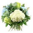 A carefully arranged hand-tied bouquet of hydrangeas and foliage is displayed against a bright white background, allowing its cool pastel tones to stand out with clarity. At the centre, a large, rounded mass of creamy white hydrangeas draws immediate attention, each tiny blossom contributing to a plush, cloud-like texture. Around this central bloom, generous heads of sky-blue hydrangeas create a gentle halo, their soft colouring calling to mind clear daylight over Brent Cross and the nearby expanses of green bordering the shopping centre. Tucked tastefully among them, pale lime-green hydrangea clusters add a fresh, uplifting note, similar to young leaves appearing along the local streets and gardens off the North Circular.
Interlaced with the hydrangeas is a blend of textured foliage. Silvery-green eucalyptus leaves curve elegantly through the arrangement, their rounded forms and slightly muted surfaces lending an airy, contemporary touch. Behind them, deeper green leaves with a more lustrous finish and occasionally pointed shapes provide structure and balance, ensuring the bouquet feels full and rounded from every angle. The stems are gathered and tied neatly at the base in a traditional hand-tied style, ready for a favourite vase in a Brent Cross home, office, or hotel room. The lighting is soft and evenly distributed, with minimal shadows, revealing the subtle gradients of colour and the natural veining on the petals and leaves. This bouquet conveys a mood of calm, refined beauty-equally suited to sending as a thoughtful gesture, brightening a new apartment, or serving as a soothing centrepiece for a small family celebration or quiet evening meal in the local area.