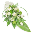 A serene, elongated sympathy spray set against a crisp white background, composed in soft creams and luminous greens that breathe quiet dignity. At the heart of this teardrop-shaped design sit creamy white roses in varied stages of bloom - some unfurling in gentle spirals, others kept as tender buds - each petal suggesting a soft, calming scent and the slow sigh of remembrance. Two pure white Calla lilies rise with sculptural, trumpet-like forms at the upper left, their smooth curves lending a sense of purity and grace. Scattered through the composition are compact, lime-green button chrysanthemums whose textured, spherical heads offer lively contrast and a modern twist among the classic blooms. Airy clusters of tiny white baby's breath float between stems like whispered condolences, softening edges and catching the light. The foliage is a rich, layered tapestry: deep glossy leaves form a dense base, variegated leaves with crisp white striping add delicate patterning, and feathery fern fronds at the crown suggest woodland freshness. Long, bright green blades arch gracefully across the surface, introducing dynamic movement, while the arrangement tapers to a broad, smooth tropical leaf that creates a pointed, elegant tail. A subtle cream satin bow at the top-left provides a formal, comforting accent, its matte texture contrasting with the glossy greens. The overall mood is one of respectful calm and thoughtful craftsmanship, a composition a Brent Cross florist might prepare for a memorial service close to the town centre or for quiet moments at a local chapel near the shopping centre. The clean backdrop and careful layering let each blossom and leaf read clearly, radiating peaceful restraint and attentive floral artistry.