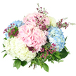 Against a clean, bright white backdrop, a hand-tied bouquet of hydrangeas appears in full detail, like a carefully finished design waiting on the counter at Brent Cross Flowers. The bouquet is built around several large, rounded heads of hydrangea in complementary pastel tones: soft blush pink, delicate baby blue, and creamy off-white. Each head is densely packed with small, four-petalled florets, their overlapping forms creating a rich, billowy texture that feels both luxurious and comforting. Interspersed among these main blooms are slender, branching stems bearing tiny magenta and purple blossoms, likely waxflower, their star-shaped petals forming fine clusters that bring contrast and a hint of wildness, not unlike the unexpected bursts of colour found in nearby local gardens. Encircling the arrangement is an assortment of greenery in varied shades of green. Broad, deep-toned hydrangea leaves sit closest to the blooms, lending structure, while thinner, lighter green leaves and stems arc outward in different directions, softening the outline and giving the bouquet a relaxed, garden-picked appearance. The stems are tightly gathered at the base in a classic hand-tied style, but they remain largely hidden beneath the volume of petals and foliage, so the overall profile is a gently domed mound of colour and texture. The lighting is bright and even, illuminating the pastel shades and revealing delicate petal edges, subtle veins on the leaves, and the tiny buds on the magenta fillers. The mood of the bouquet is serene and romantic, ideal for delivery around Brent Cross as a centrepiece for a spring gathering, a tender birthday surprise, or a simple gesture to bring softness and light into a North West London home.