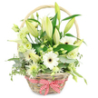 A beautifully arranged wicker basket bursting with white and pale green flowers is photographed in front of a stark white background, allowing every stem and petal to stand out with clarity, much like a well-lit shop window near Brent Cross station. The basket, woven from light, natural wicker, has a smooth, rounded handle that arches over the top, giving the arrangement a gentle frame. At its base, a red and white gingham ribbon is tied into a crisp bow, its checkered pattern introducing a charming, homely hint that softens the overall elegance. The floral display is lush and carefully tiered: tall lily stems form the backbone, their buds mostly unopened and softly tinted with green, with a few beginning to reveal their creamy white interiors. These vertical lines are echoed by clusters of fully open white Gerbera daisies, whose flat, round faces and dark central discs bring a sense of brightness and focus to the composition. Between the larger blooms, lisianthus flowers in white and hints of pale green fold in delicate, ruffled layers, creating a sense of gentle movement and romance. A single or small group of white calla lilies adds a sleek, modern contrast, their trumpet shapes and smooth surfaces catching the light. Small, spiky white and green chrysanthemum-like flowers fill the gaps, ensuring the basket looks full and abundant from every angle. Around and beneath the flowers, a variety of foliage provides depth: rounded eucalyptus leaves in silvery tones, deep green leaves with a glossy finish, and the occasional variegated leaf softening the rim of the basket. The overall mood is one of purity and thoughtful care, perfect for celebrating an anniversary dinner at home, brightening a hallway, or sending a calm, elegant message to someone special in Brent Cross.