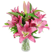 A lavish bouquet of deep fuchsia oriental lilies fills a clear glass vase, photographed against a pristine white studio background so every petal and pore reads like a small study in pink. The arrangement centres on numerous fully opened blooms with large, star-shaped petals that curl gently back, their colour graduating from vivid magenta at the outer edges to softer rose and pale pink near the throat. Up close you can picture the chartreuse-yellow throats melting into creamy white, and the prominent dark burgundy stamens dusted with fresh pollen, which add a striking, almost graphic contrast to the petals' satin sheen. Intermingled among the open flowers are elongated buds-some slim and pale pink, others rich fuchsia with a hint of green at the tip-promising days of unfolding beauty and staggered freshness. Rich, lance-shaped green leaves and sturdy upright stems supply a verdant backdrop and tactile contrast, their glossy texture grounding the bouquet's exuberant colour. The simple, transparent vase reveals neatly trimmed stems submerged in clear water, a detail that speaks to careful florist technique and the flowers' vitality. The lighting is clean and even, the kind of soft studio light a Brent Cross florist might use when preparing images for online orders, making the bouquet read as both contemporary and timeless. The scent is implied-heady and sweet-inviting a quiet pause. This composition would sit beautifully in a bright kitchen or a reception desk in Brent Cross or Cricklewood, and the overall feeling is one of confident celebration: fresh, elegant, and enduringly pink.