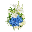 A quietly elegant, vertical bouquet photographed against a pure white backdrop, where cool blue hydrangea and creamy white blooms create a composed study in contrast and calm. At the centre sits a dense, rounded dome of deep blue hydrangea - hundreds of tiny florets packed together to form a plush, tactile focal point that reads almost like velvet. Three sculptural white calla lilies rise above and around the hydrangea, their smooth, trumpet-shaped petals curling with porcelain poise and exposing the pale yellow spadixes at their hearts. Scattered through the design are full, creamy white roses whose layered petals soften the composition, while tall spikes of white stock lend vertical movement and a delicate, almost peppery floral scent when the bouquet is close. The green architecture is deliberate: broad, glossy leaves provide dark contrast and structure, while feathery leatherleaf fern and fine, airy fronds weave between blooms to give a layered, botanical depth. Soft, natural light in the photograph makes the whites glow with warm clarity and keeps the blues crisp, evoking a sense of peacefulness - the kind of arrangement that can convey sympathy, steady admiration, or quiet celebration. Texturally rich yet restrained, this bouquet balances modern lines with timeless sentiment; it smells faintly sweet with a green, freshly cut note, and feels carefully composed by an experienced hand in north-west London. It would sit well on a mantel, beside a bedside, or at a simple ceremony, offering dignity, comfort and a refined calm that lingers.