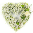 A tender heart-shaped tribute crafted almost entirely from a cloud of tiny white Baby's Breath (Gypsophila), set against a clean white backdrop-soft, airy, and intimately composed. The dense mass of minute blooms builds a pillowy heart whose surface reads like fresh snow or spun cotton, each blossom catching the light to create a pale, luminous texture. Nestled into the upper right curve, a single cream-white rose sits with petals gently unfurling, its velvety spiral offering a quiet focal point that feels like a hand over the heart. Glossy, lobed ivy leaves trail from beneath the rose and curl along the right edge, their deep green sheen grounding the composition with classic formality, while fine, pale-green sprigs-eucalyptus-like in shape-thread through the gypsophila to add wisps of texture and a whisper of herbal scent. The lighting is even and soft, revealing the delicate contours and the subtle shadow between petals and foliage; the overall palette remains restrained-ivory, pearl white, and green-so the arrangement reads as one composed, reverent gesture. Sensory notes include the airy, almost powdery fragrance of the gypsophila and the faint, sweet tea scent of the rose, conjuring calm rather than exuberance. This piece is intended as a sympathy or memorial tribute-suitable for a funeral service, graveside remembrance, or a quiet condolence delivery-communicating purity, peace, and enduring affection without words. Local delivery around Brent Cross, nearby parks, and community chapels can place this gentle emblem of remembrance where families gather to honour a life.
