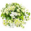 Viewed from directly above, this elegant chrysanthemum bouquet forms a compact, rounded cluster of white and green blooms, placed on a pure white background that makes each flower stand out clearly, like a soft focal point in a bright Brent Cross apartment. The design is dominated by white chrysanthemums in various forms: petite spray varieties with classic daisy-like faces and gentle greenish-yellow centres, alongside fuller traditional mums whose closely layered petals create plush, domed blossoms. Scattered among these are a few more spidery and slightly ruffled white chrysanthemums, their longer, finer petals creating an airy, feathery texture that softens the overall look. Nestled between the white flowers are vivid green button Santini chrysanthemums, tiny spherical pom-poms that add playful pops of chartreuse, reminiscent of fresh new leaves in nearby local parks. Pale lime cremon or spider chrysanthemums, with their slender, radiating petals and delicately tinted green cores, weave subtle strands of colour through the bouquet and enhance the sense of depth. Supporting all this is a base of rich, dark green foliage, its broad leaves carefully tucked beneath and between the blooms to frame the lighter tones and create a lush, full silhouette. The lighting is bright and even, allowing the bouquet's cool palette and intricate textures to be appreciated in detail. The overall mood is soothing, refined, and quietly joyful, the kind of arrangement that suits a condolence message, a get-well wish, or a simple gesture of appreciation delivered to homes and offices around Brent Cross, Hendon, and the surrounding area.